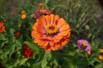 Elegant zinnia orange-pink with yellow center flower close up