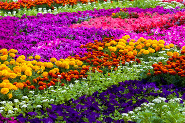 Field of different flowers