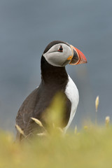 Atlantic puffin (Fratercula Arctica) portrait. Iceland.