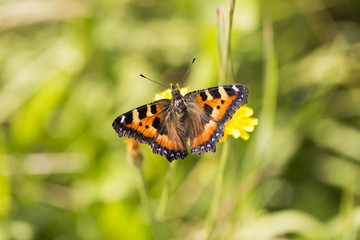 Small Tortoiseshell Butterfly