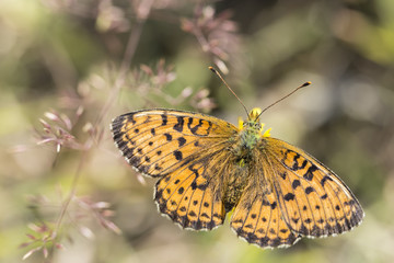 Fototapeta na wymiar Male Heliconians Butterfly