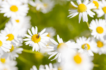 Oxeye Daisy with Fly