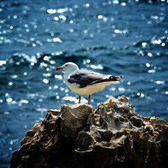 Seagull on Crag