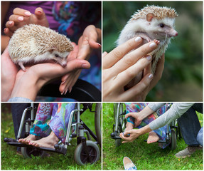 set. young girl in a wheelchair holding a hedgehog