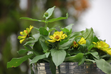 Pflanzen Wassertropfen Garten