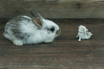 Obraz premium Little rabbit and dreaming angel