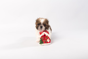 One funny shih-tzu puppy with christmas candle isolated on white background