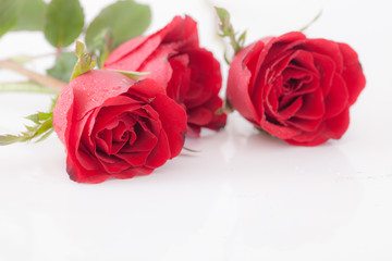 Red rose