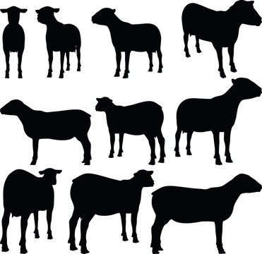 sheep collection vector silhouette