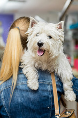 Dog West Highland White Terrier Grooming