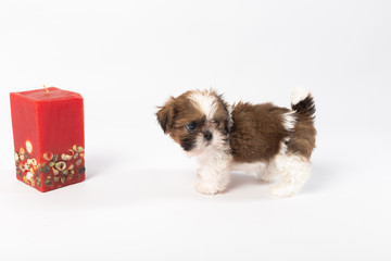 One cute little shih-tzu puppy with holliday candle isolated on the white background