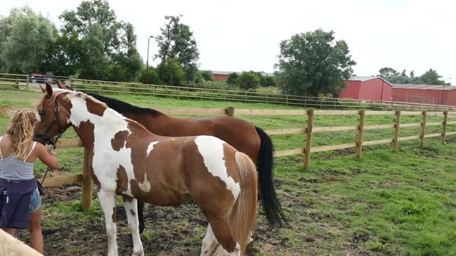 mettre les chevaux en p&acirc;ture
