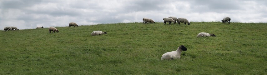 Naklejka premium Panorama Schafe im Sommer