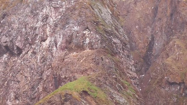 bird cliff in the svalbard island