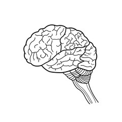 Brain outline, vector illustration