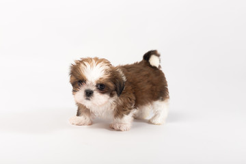 One funny shih-tzu puppy isolated on white background
