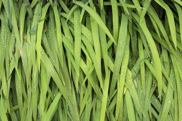 Rainwater droplets on green leaves