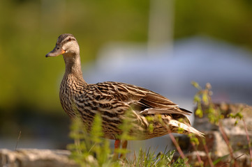ente in freier Wildbahn