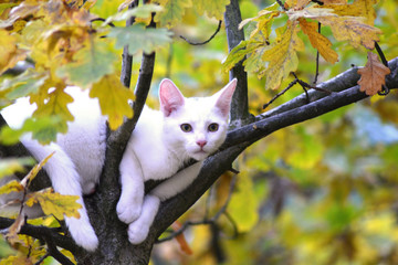 kot na drzewie © zajdercom