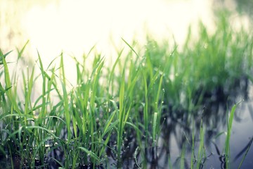 rice plant, green field of rice