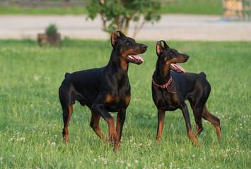 Two black dobermans on the grass