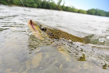 Closeup of brown trout fish being fishhooked
