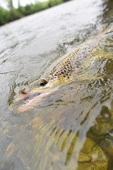 Closeup of brown trout fish being fishhooked
