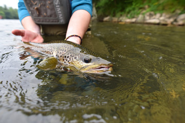 Fototapeta premium Fly fisherman holding brown trout out of water