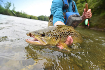 Obraz premium Fly-fisherman holding brown trout out of the water