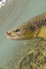 Closeup of brown trout being caught, underwater
