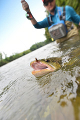 Closeup of brown trout fish being fishhooked