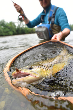 Closeup of brown trout being caught by flyfisherman