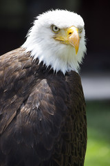 Beautiful north american bald eagle