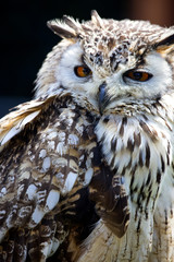 Portrait of The Eurasian Eagle Owl (Bubo bubo)