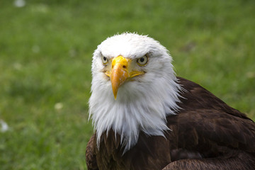 Fototapeta premium Beautiful north american bald eagle
