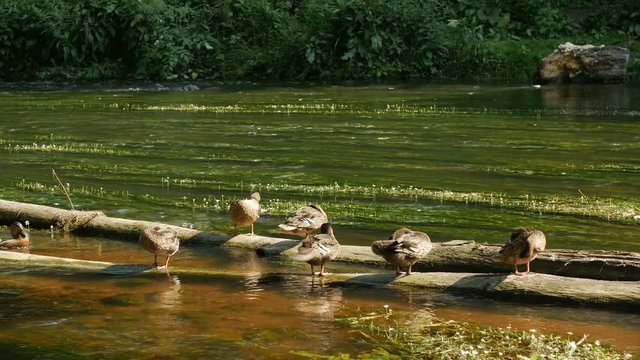 Mallard or wild ducks on top of an old log above the water in the river, sunny day, birds warming by.