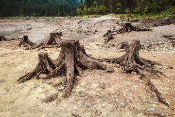 Consequences of deforestation in mountain