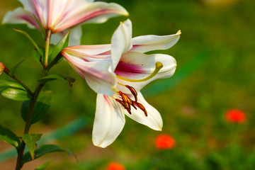 Beautiful lilies