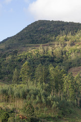 Forest in the mountain