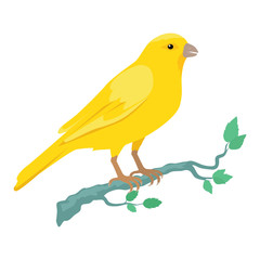 Canary Flat Design Vector Illustration