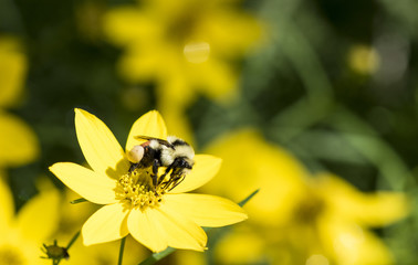 Bombus huntii - Hunt's Bumble Bee Gathering Pollen on Flower.