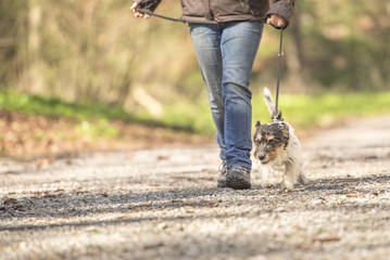 Hund zieht beim Spaziergang an der Leine - Jack Russell Terrier 