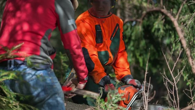 A young man is coming with a ruler and he is measuring the width of a tree trunk. The other logger is being still and is watching him. Close-up shot.
