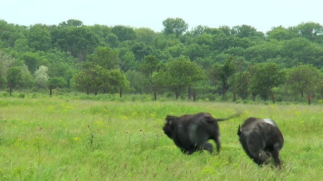 Two black bull chase each other. Slow motion. Video in a slowed double the