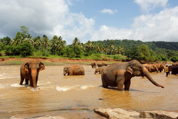 Fototapeta na wymiar Herd of elephants in the river of Sri Lanka