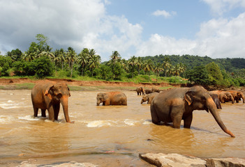Fototapeta na wymiar Herd of elephants in the river of Sri Lanka