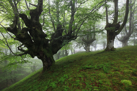 bosque de hayas en la niebla