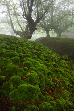 bosque de hayas en la niebla