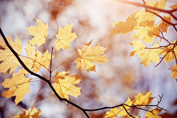 Autumn maple leaves on a branch