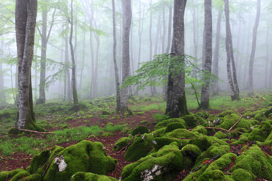 bosque de hayas en la niebla